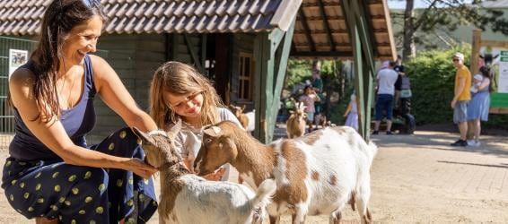 Viele Erneuerungen in Bispinger Heide