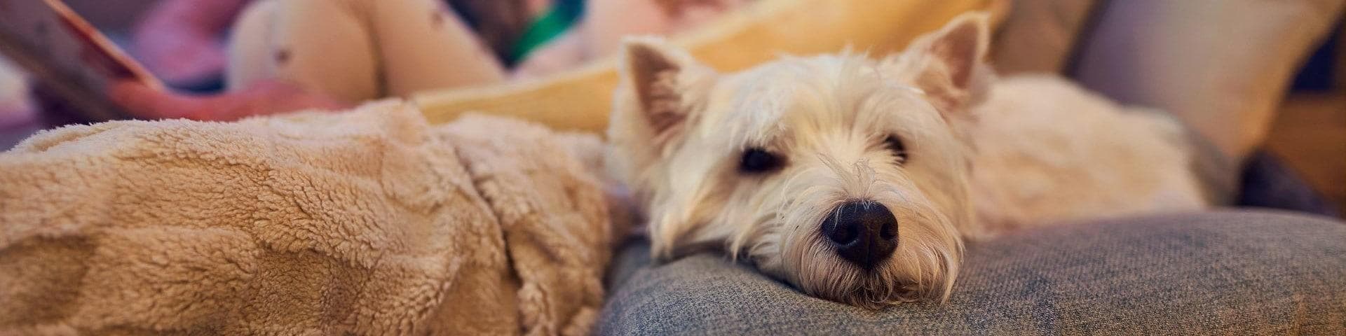 Ferienhaus mit Hund mit eingezäuntem Grundstück
